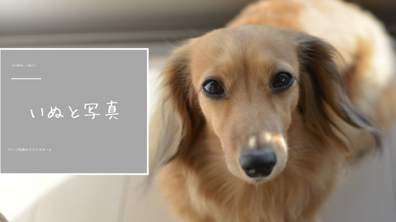 dog_and_photo